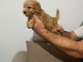 Son dişi poodle yavrumuz