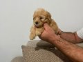 Son dişi poodle yavrumuz