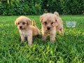 Son dişi poodle yavrumuz