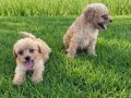 Son dişi poodle yavrumuz