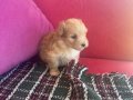 Tek bebek Minik Maltipoo