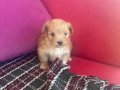 Tek bebek Minik Maltipoo
