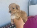 Tek bebek Minik Maltipoo