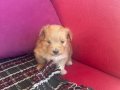 Tek bebek Minik Maltipoo