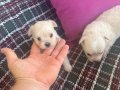 Kar beyaz Maltese bebekler 