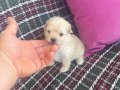 Kar beyaz Maltese bebekler 