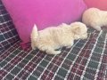 Kar beyaz Maltese bebekler 