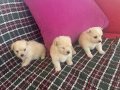 Kar beyaz Maltese bebekler 