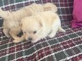 Kar beyaz Maltese bebekler 