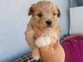 Tek bebek Minik Maltipoo