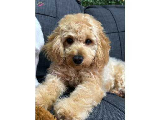 Tatlı ve oyuncu MALTİPOO 