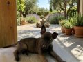 A KALİTE BELÇIKA ( malinois ) yavruları 