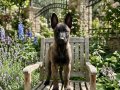 A KALİTE BELÇIKA ( malinois ) yavruları 