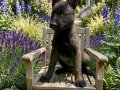 A KALİTE BELÇIKA ( malinois ) yavruları 