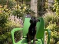 A KALİTE BELÇIKA ( malinois ) yavruları 