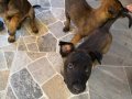 A KALİTE BELÇIKA ( malinois ) yavruları 