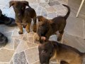 A KALİTE BELÇIKA ( malinois ) yavruları 