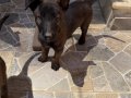 A KALİTE BELÇIKA ( malinois ) yavruları 