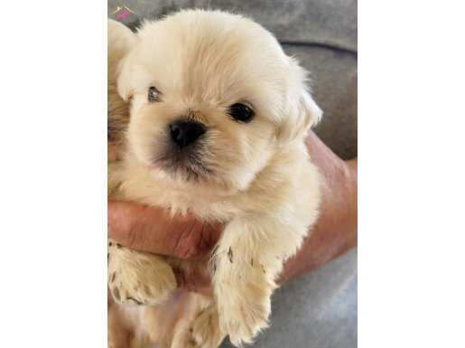İmperial Pekines Yavrularımız