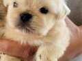 İmperial Pekines Yavrularımız