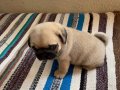 Orjinal Pug yavrular 