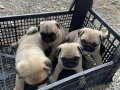 Orjinal Pug yavrular 