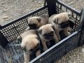Orjinal Pug yavrular 