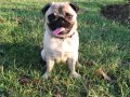 Orjinal Pug yavrular 