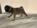 Orjinal Pug yavrular 