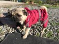 Orjinal Pug yavrular 