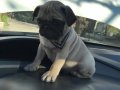 Orjinal Pug yavrular 