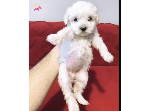 MALTESE BEBEKLER !!