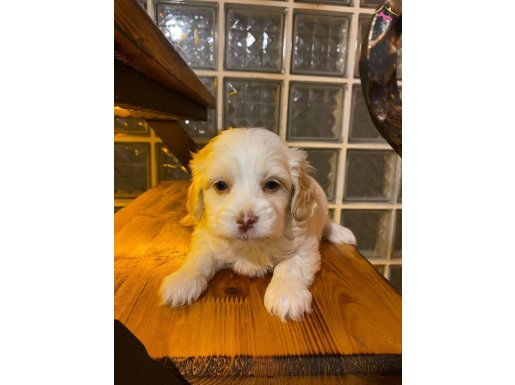 minik maltipoo bebeklerimiz 