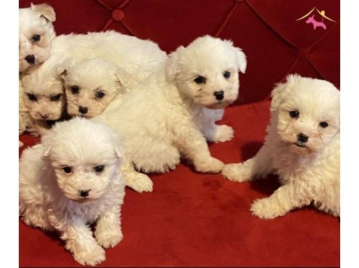a kalite Maltese bebeklerimiz 