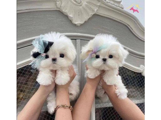 Teacup maltese bebeklerimiz 