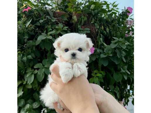 mini boy maltese bebeklerimiz 