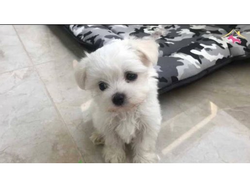 a kalite Maltese bebeklerimiz 