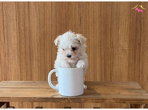 Teacup maltese bebeklerimiz 