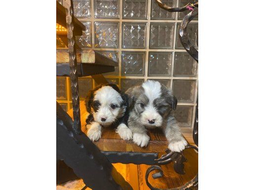topaç gibi maltipoo yavrularımız 