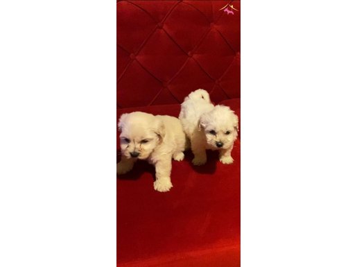 ev doğumu maltipoo bebekler