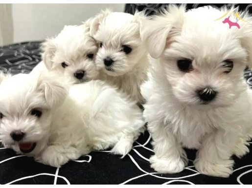 0 numara Maltese Terrier bebekler