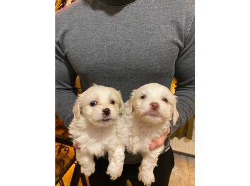 topaç gibi maltese terrier bebeklerimiz 