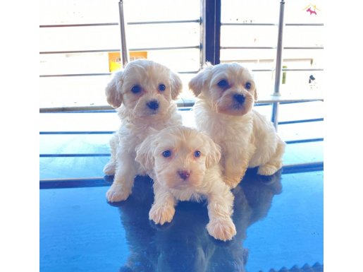 maltese terrier bebekler 