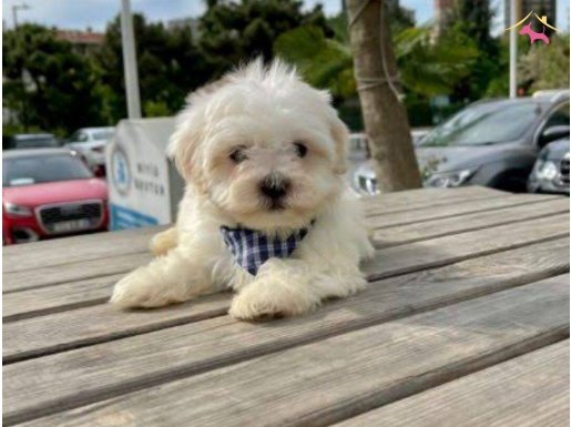 topaç gibi Maltese terrier bebeklerimiz 