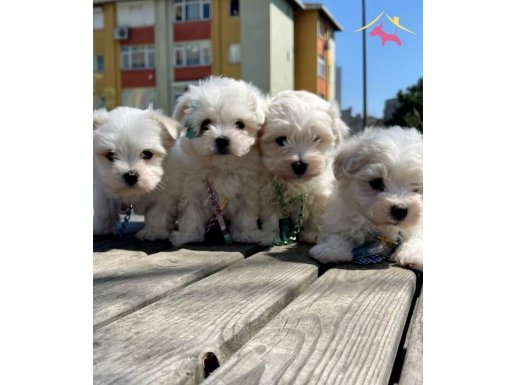 ev doğumu maltese bebeklerim