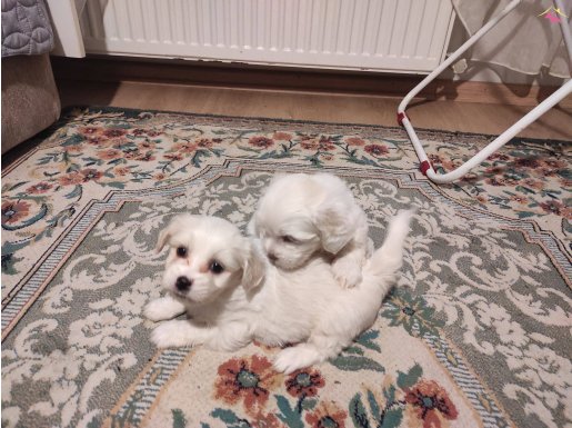 mini boy maltese terrier 