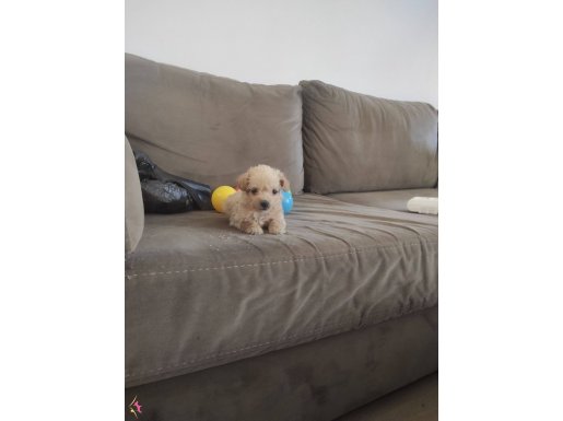 ev doğumu maltipoo bebeklerimiz 