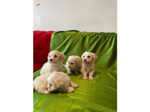 ev doğumu maltese terrier 