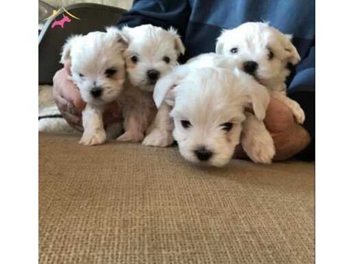 a kalite Maltese terrier bebeklerimiz 