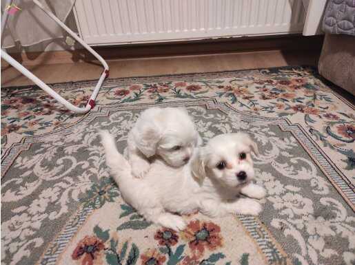 xs maltese terrier bebekler 
